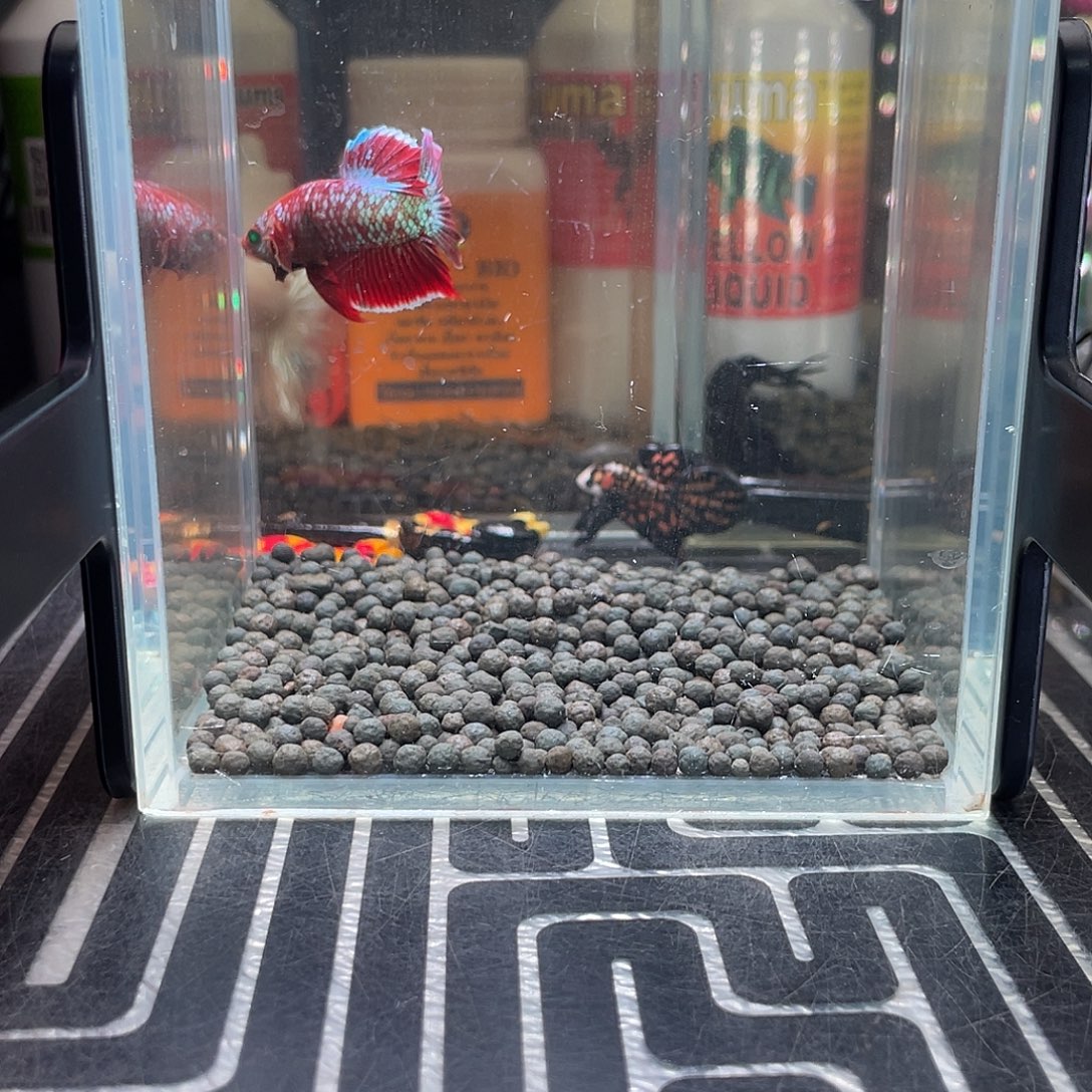 斗鱼31号126早绿眼豹