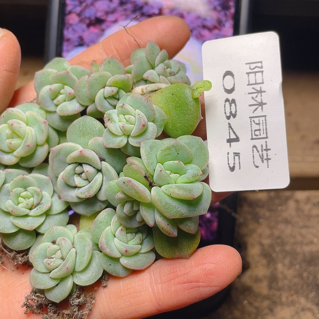 多肉植物多肉植物845