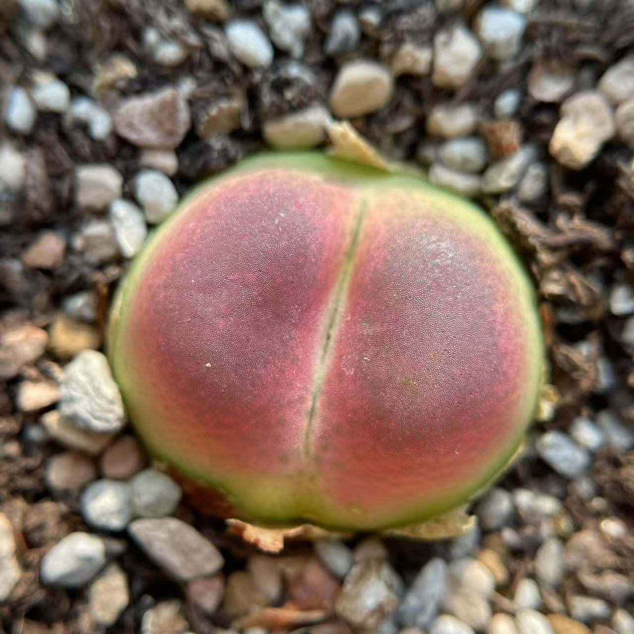 优选拉登杂 红窗 颗粒感 两年半 随机一颗 量拍多肉植物