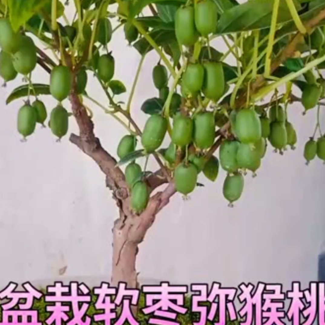 软枣猕猴桃苗盆栽地栽南方北方 原盆原土