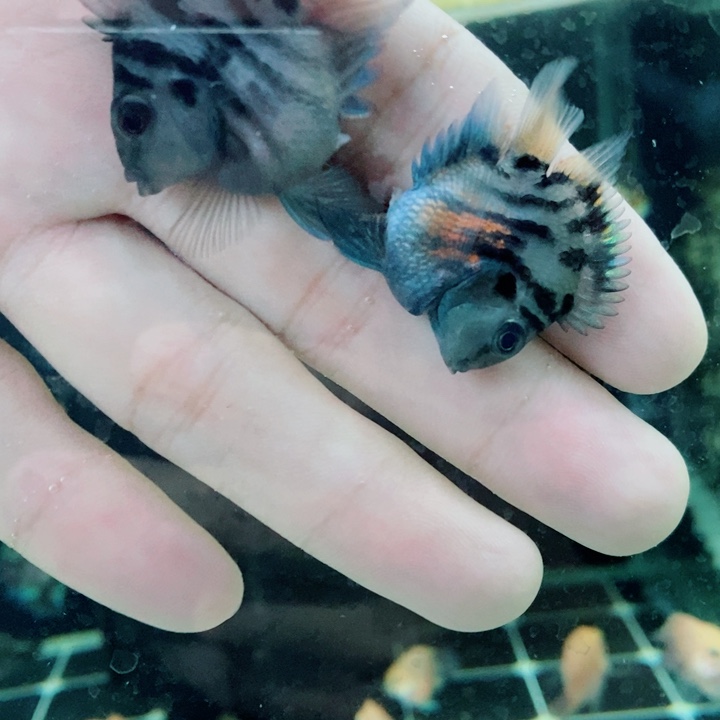 鹦鹉鱼极品摩卡一对