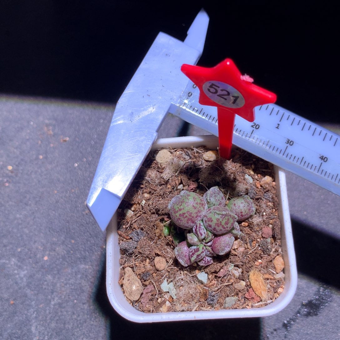 海豹 精品奶酪多肉