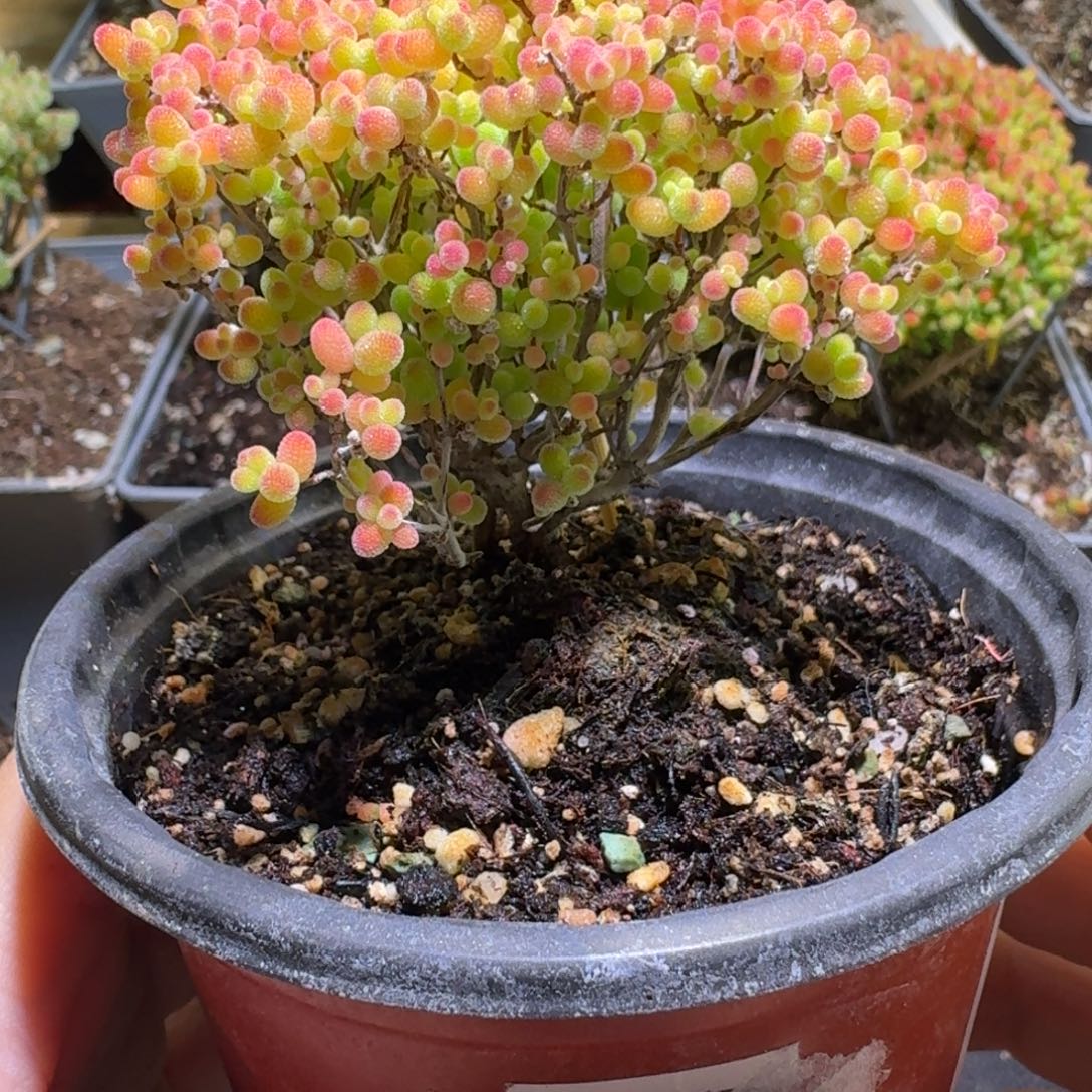 蜜橘糖球枝干番杏174