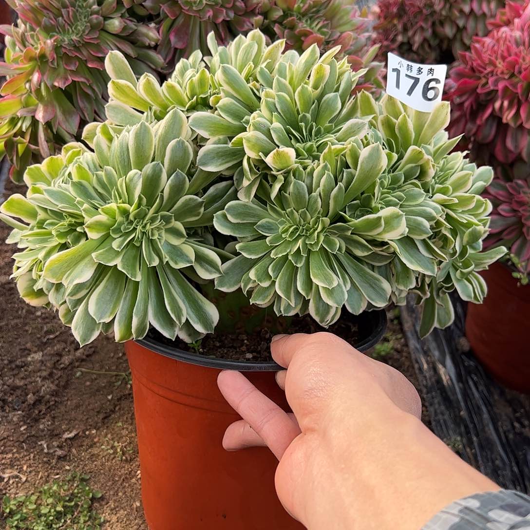 176颜宁缀化法师一颗