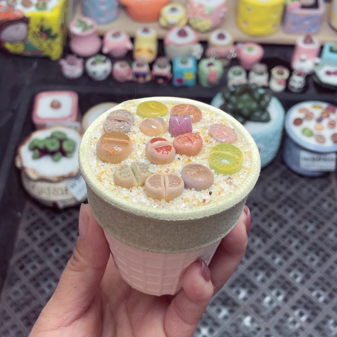 w9961 带盆土发货 -零下地区拍保温箱