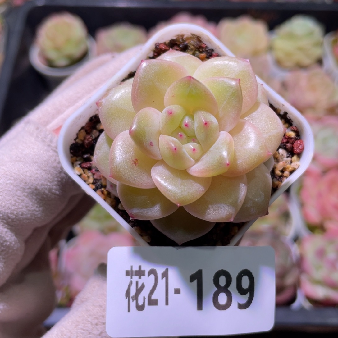 花利美21-189福利珍妮