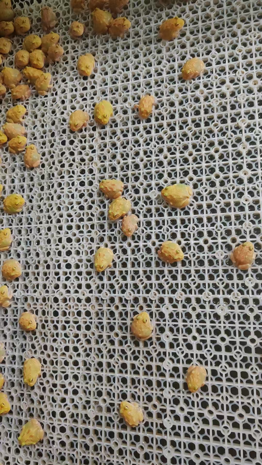 角蛙活体宠物蛙蛙