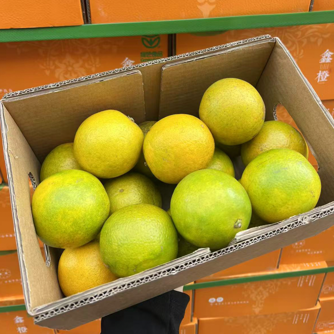 【云南冰糖橙】喝哀牢山泉水成长的冰糖橙纯甜化渣一口爆汁云南省