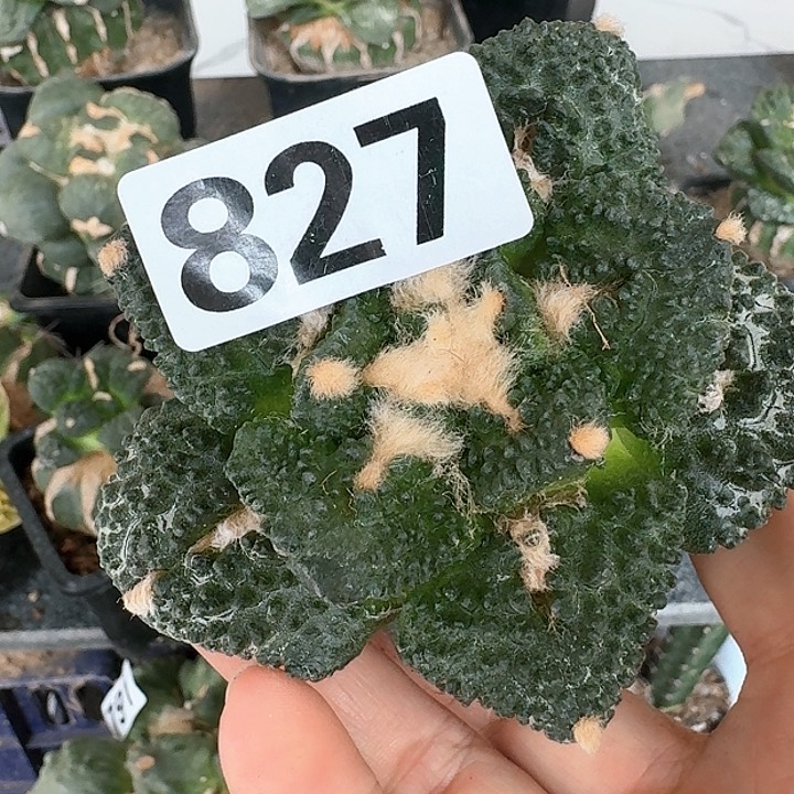 【闪购商品】无花朵唧**唧大尤哥怒827