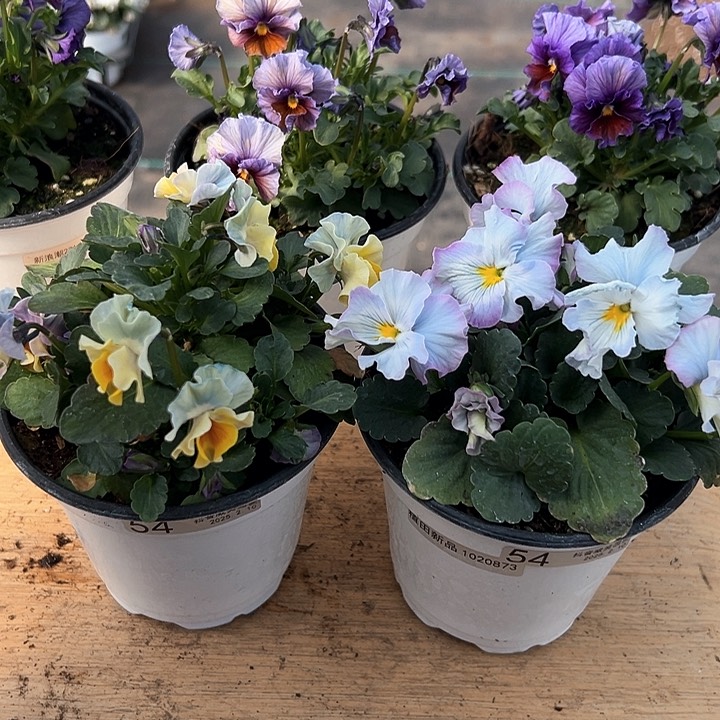 水晶抖音直播闪拍54