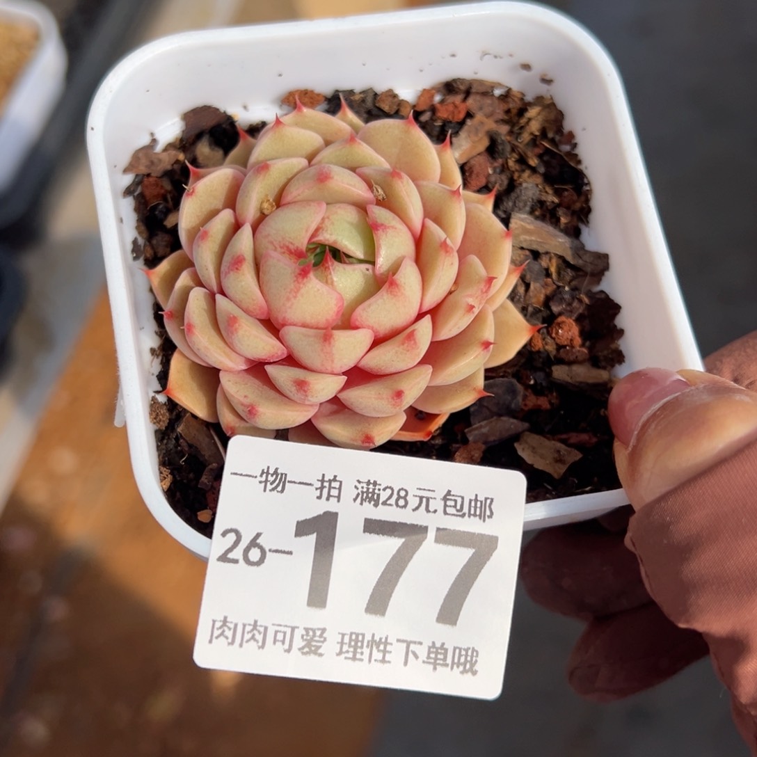 笨吧多肉多肉多肉多