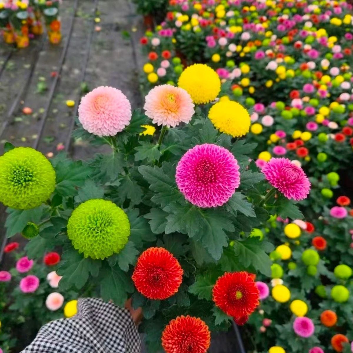 七色乒乓菊盆栽带花苞四季开花室内外阳台易活多年生花卉长寿花园