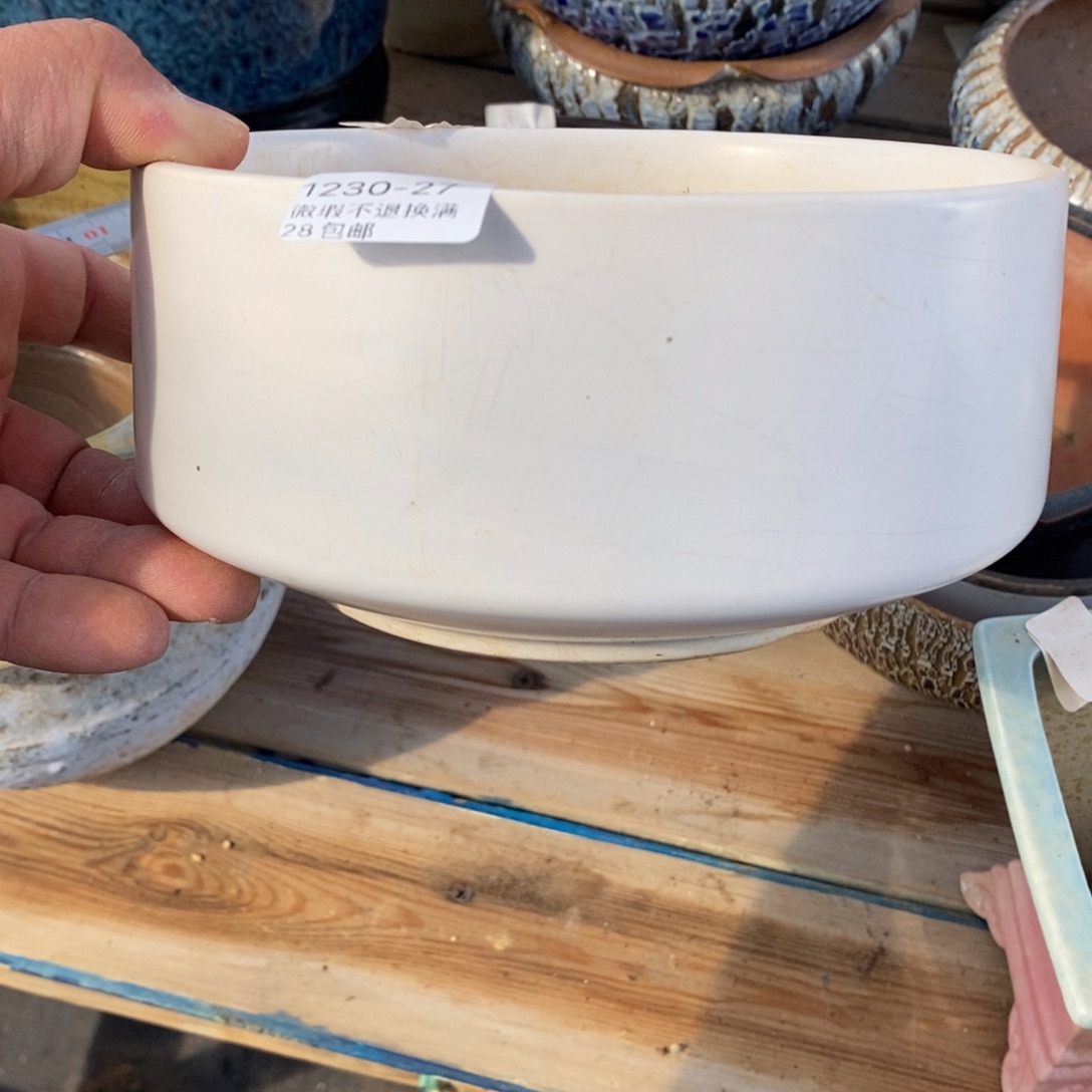 27号花盆内17高9.5