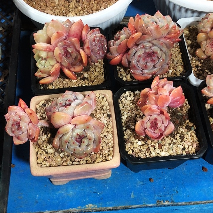 星影石榴籽老桩多肉植物