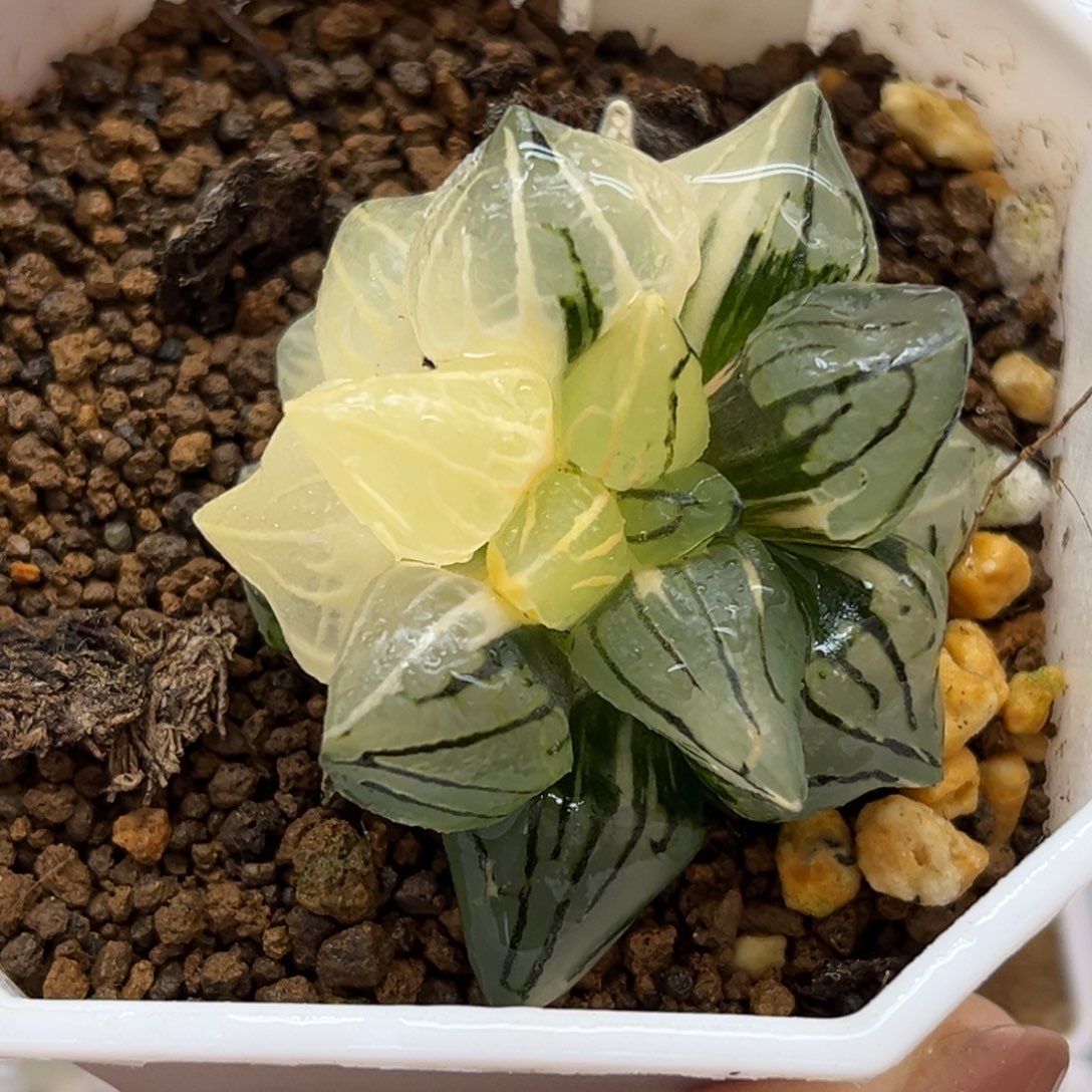61西瓜寿锦福利专场