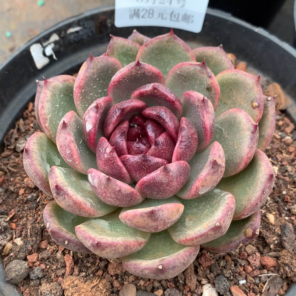 【闪购商品】云33号