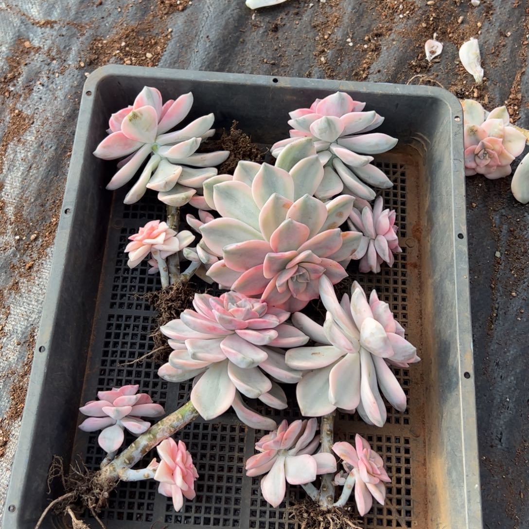 143紫乐锦老桩多肉植物