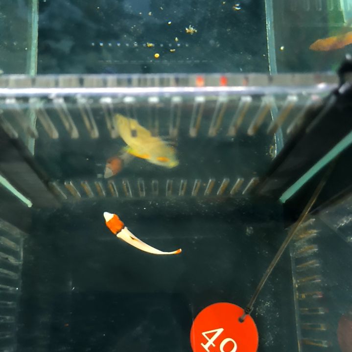 红白鹦哥4+/5-48-49