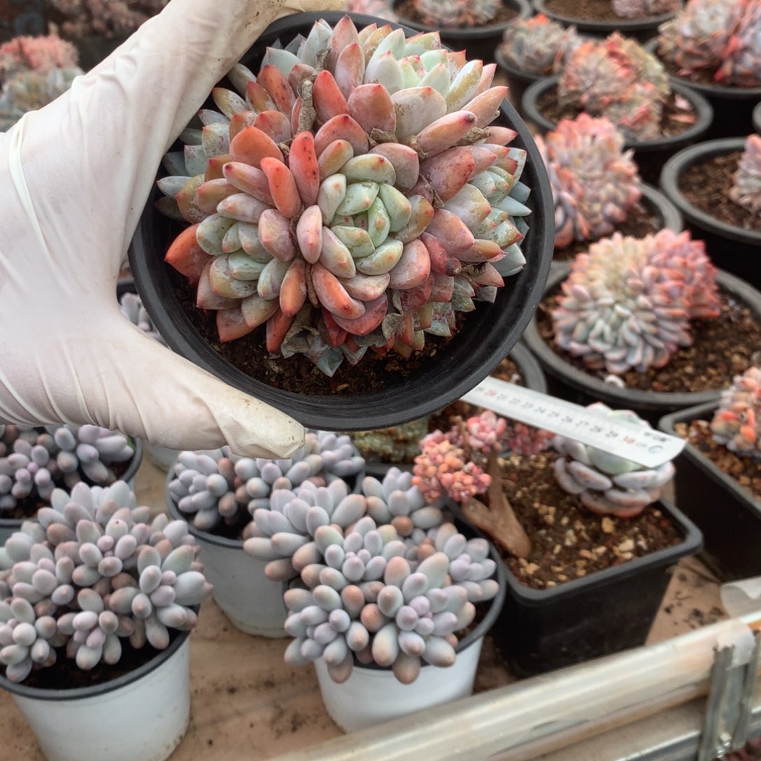 无花朵无砍超多头花花花花花