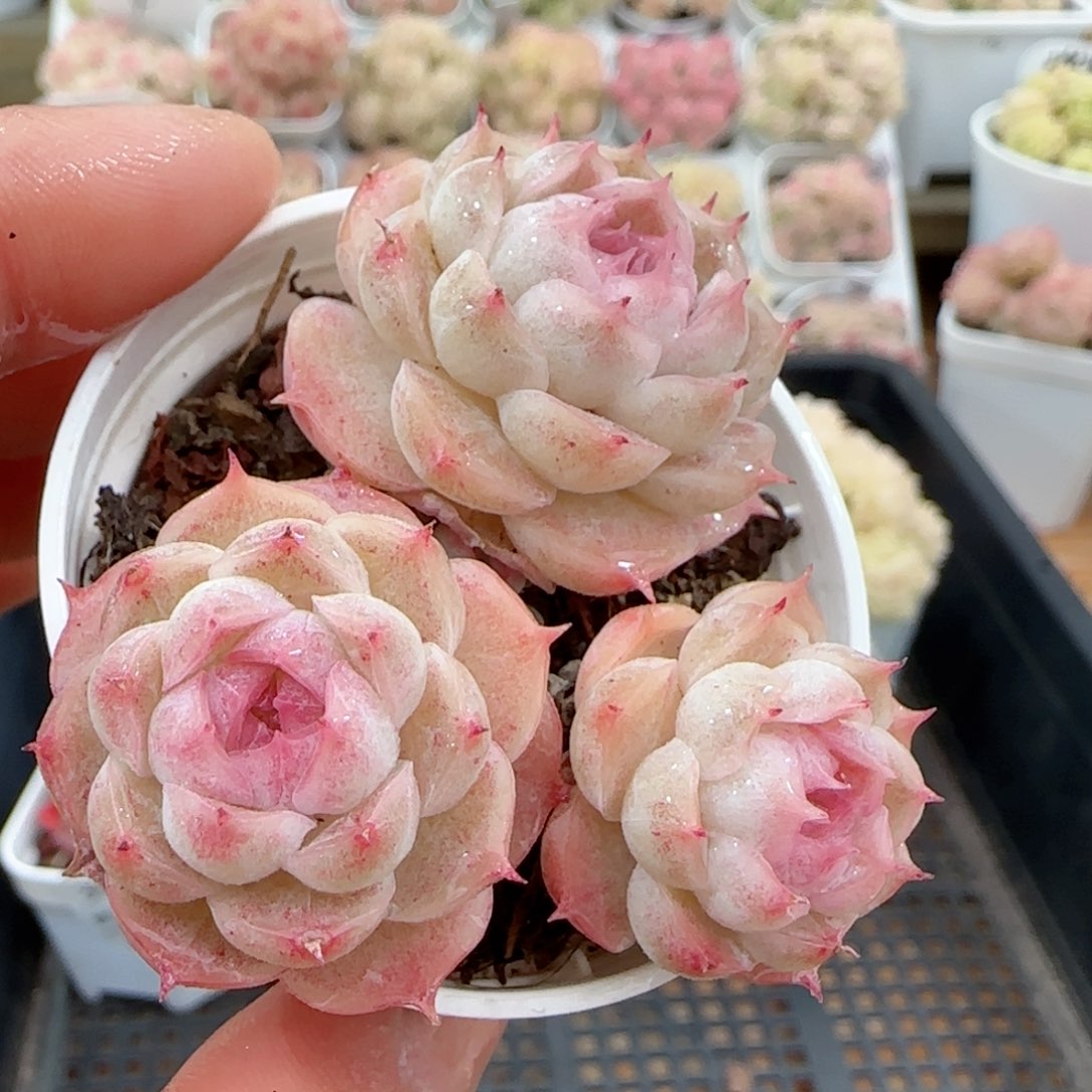 【闪购商品】0203-32粉心包子