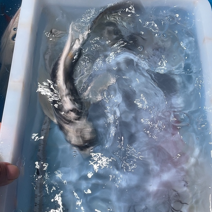 蝴蝶鲤鱼渔场直发72