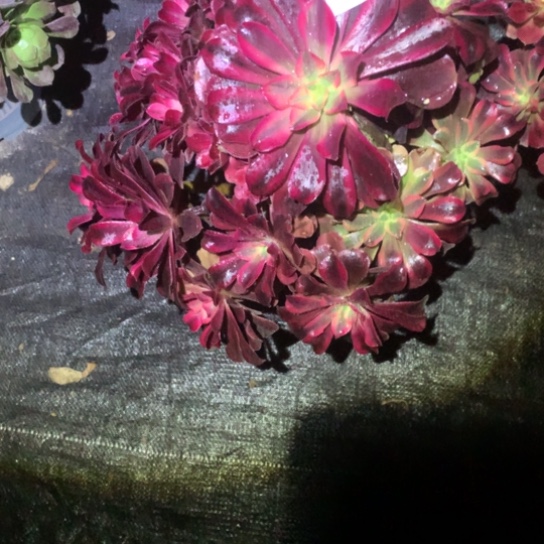 红*月多肉植物美度430