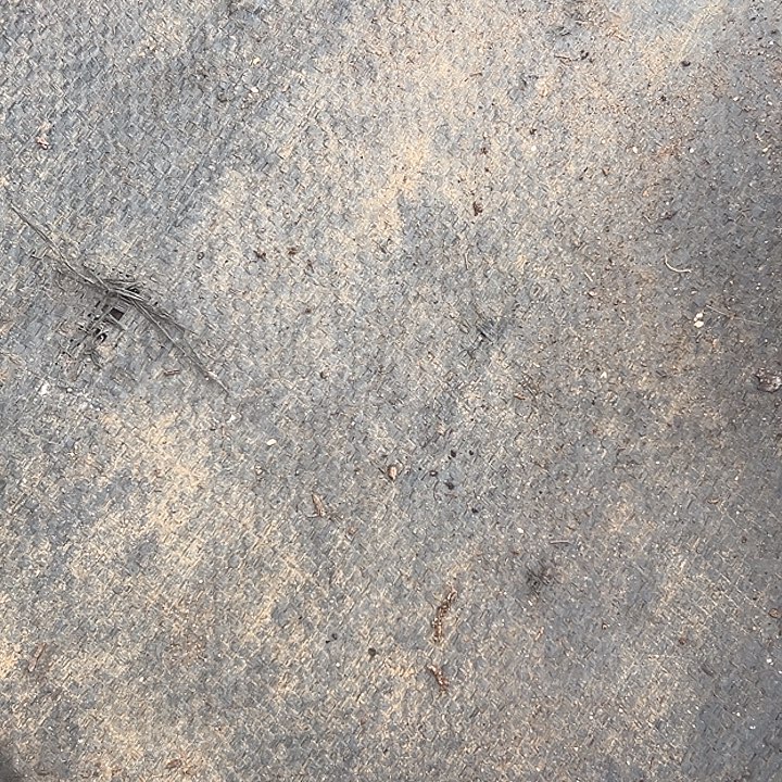 六***渡美人8盆特价一物一拍