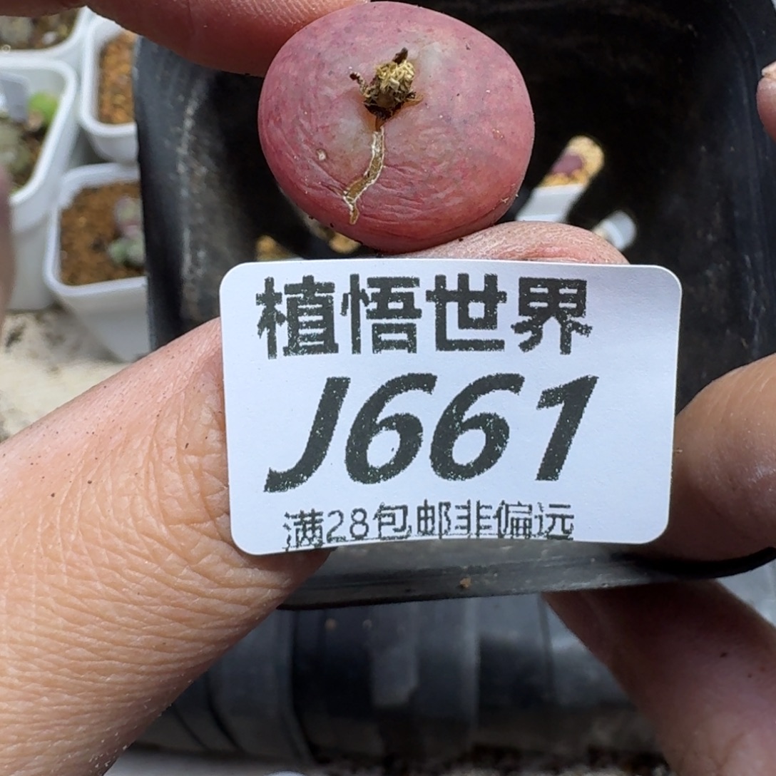 多肉植物的人生fhbn