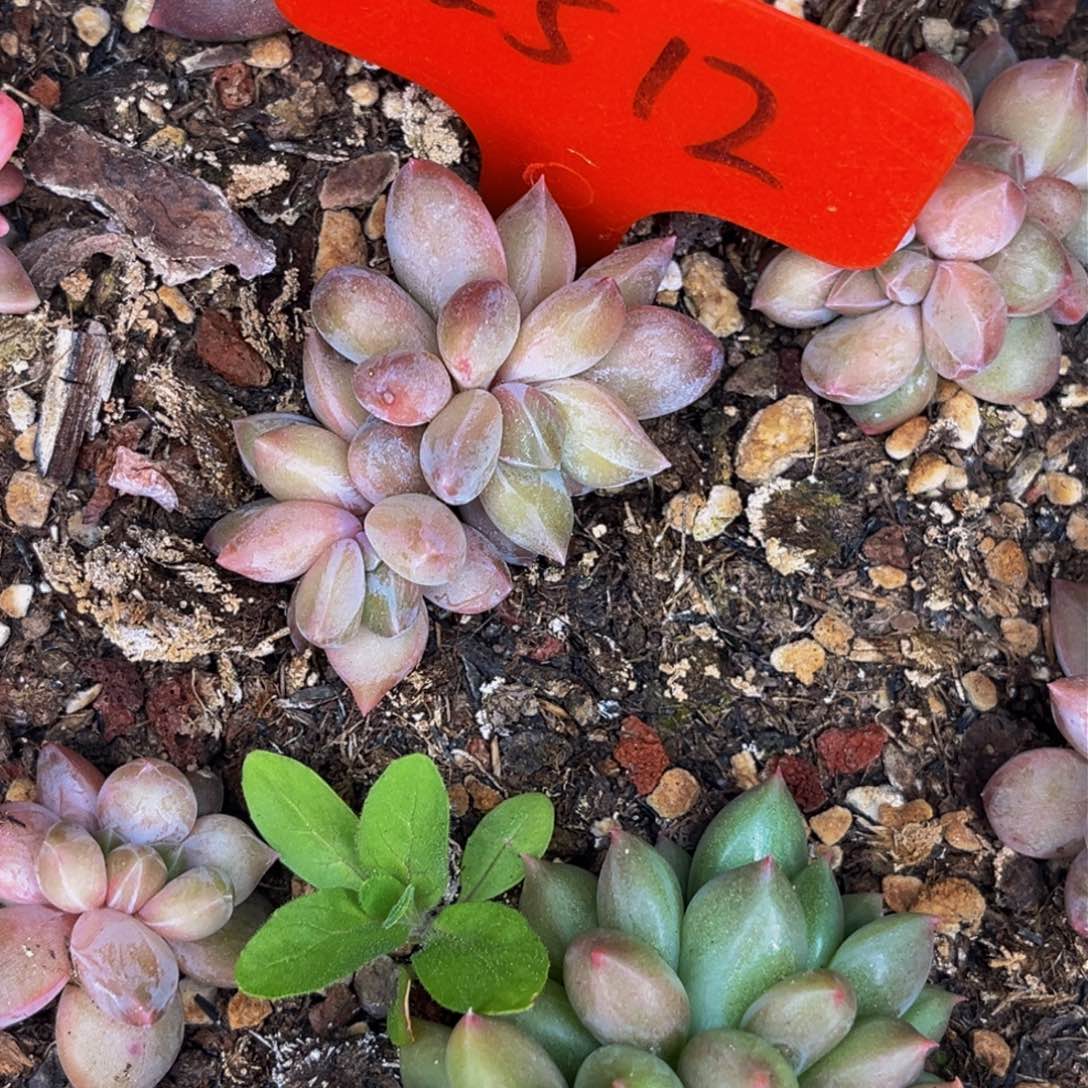 2512号晚上多肉植物群生多肉