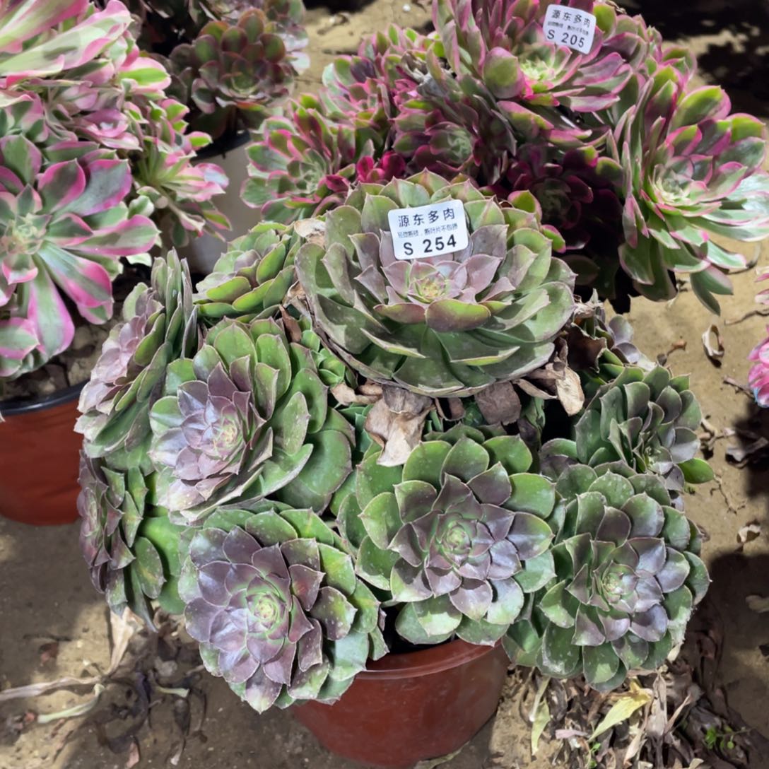 254倾城中班多肉法师断枝不包