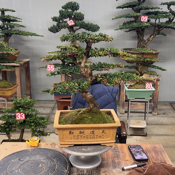 无花朵红芽这珍珠罗汉松