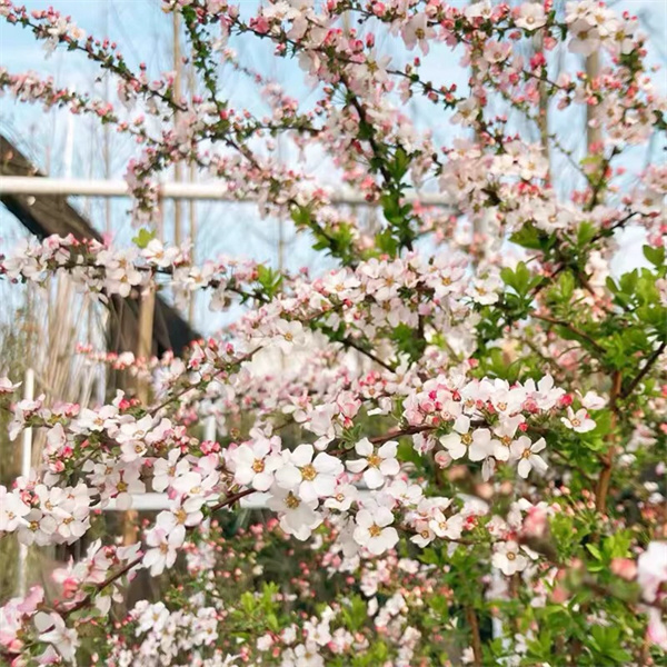 粉喷雪花盆栽花苗阳台庭院黄金喷泉绣线菊花镜花卉垂吊植物