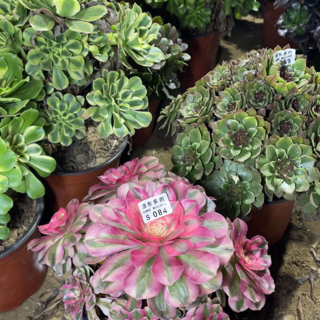 084倾城多肉法师断枝不包