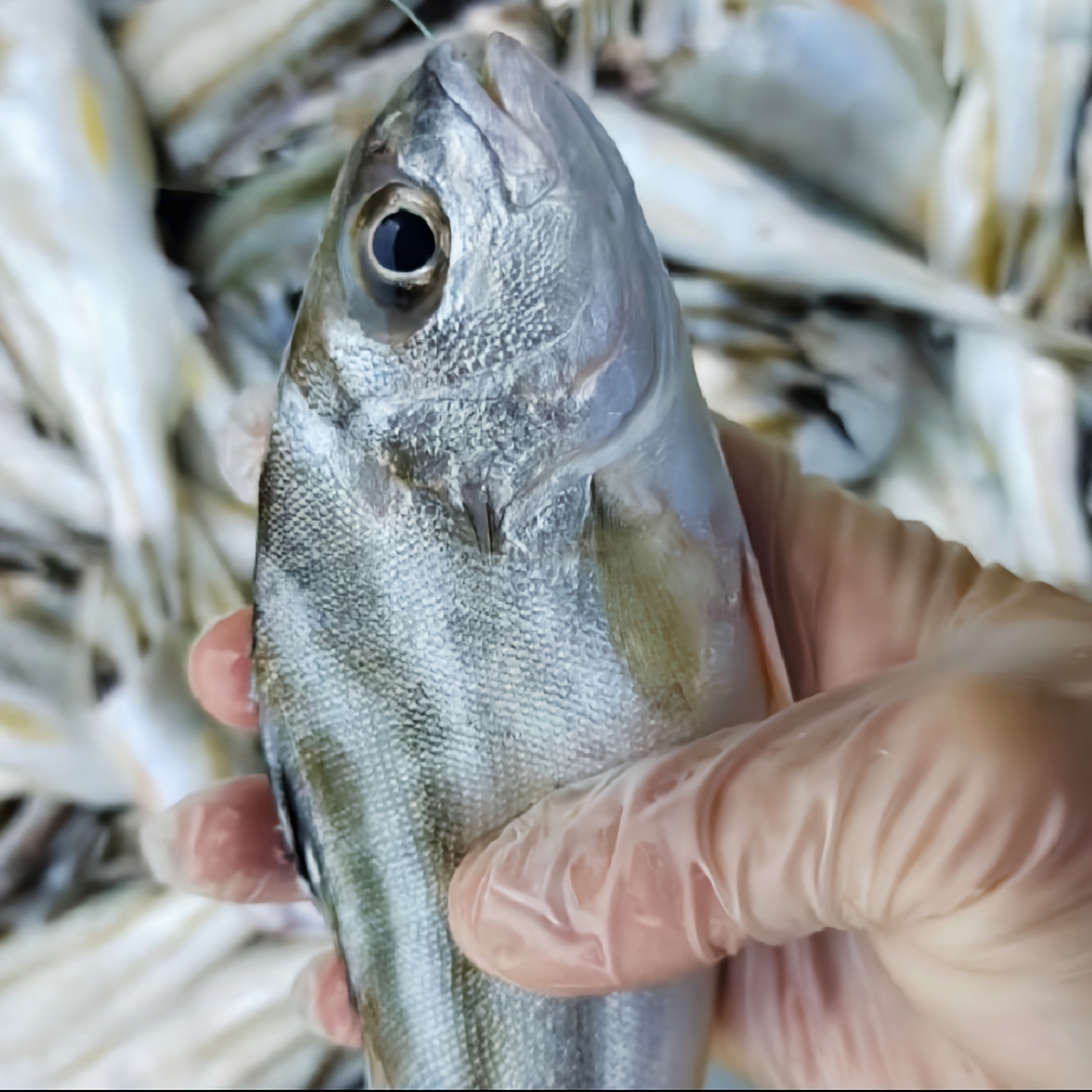 【马鲛仔海产】新鲜野生巴丽鱼丁公鱼 5斤装 顺丰包邮 茂名博贺港
