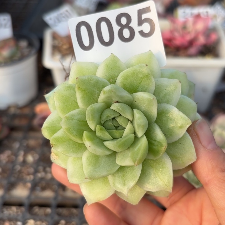 多肉植物满18包邮当场凑单