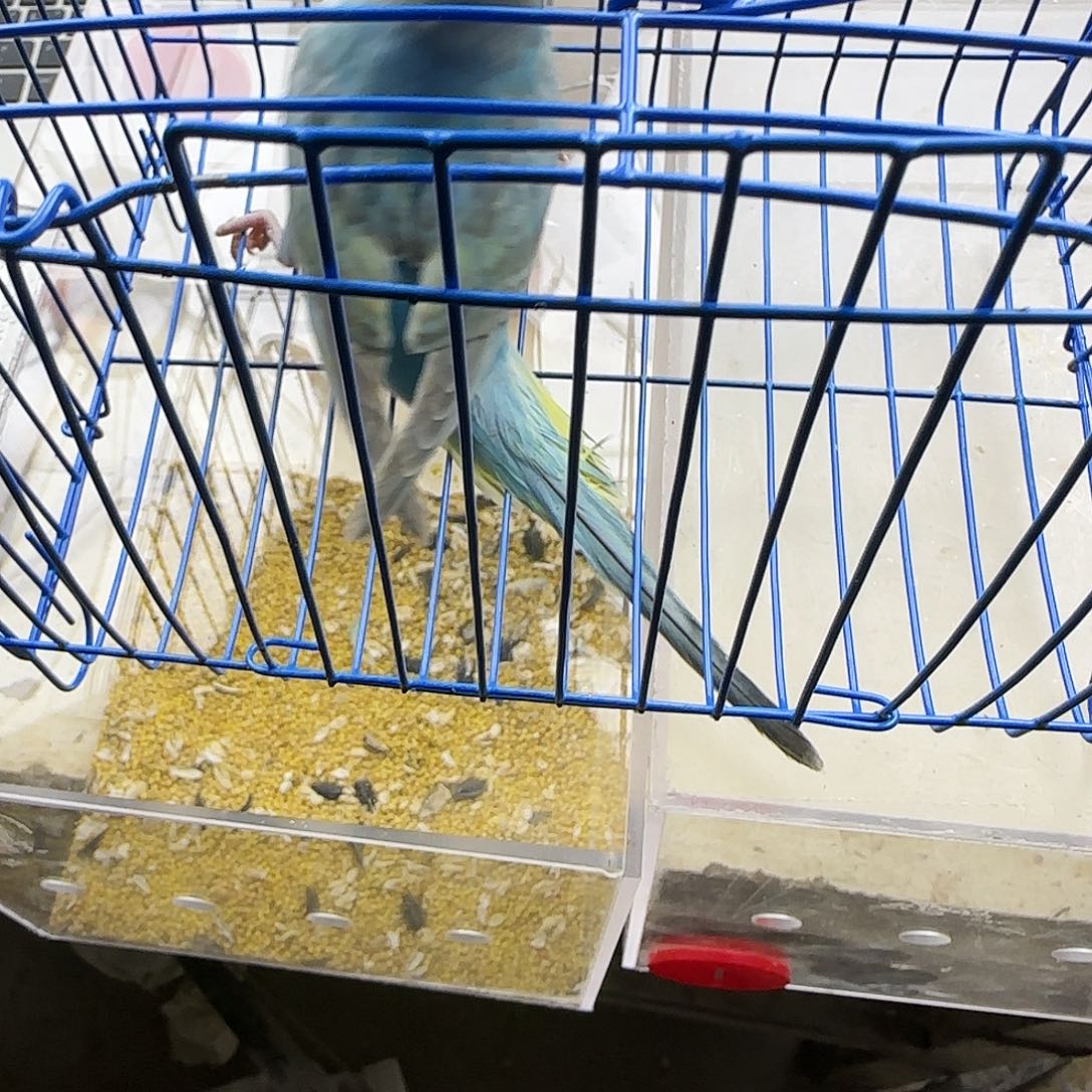 虎皮鹦鹉金彩金彩