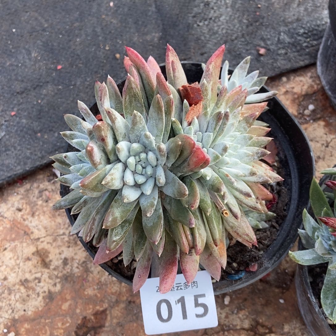 015宽叶白姆多肉植物