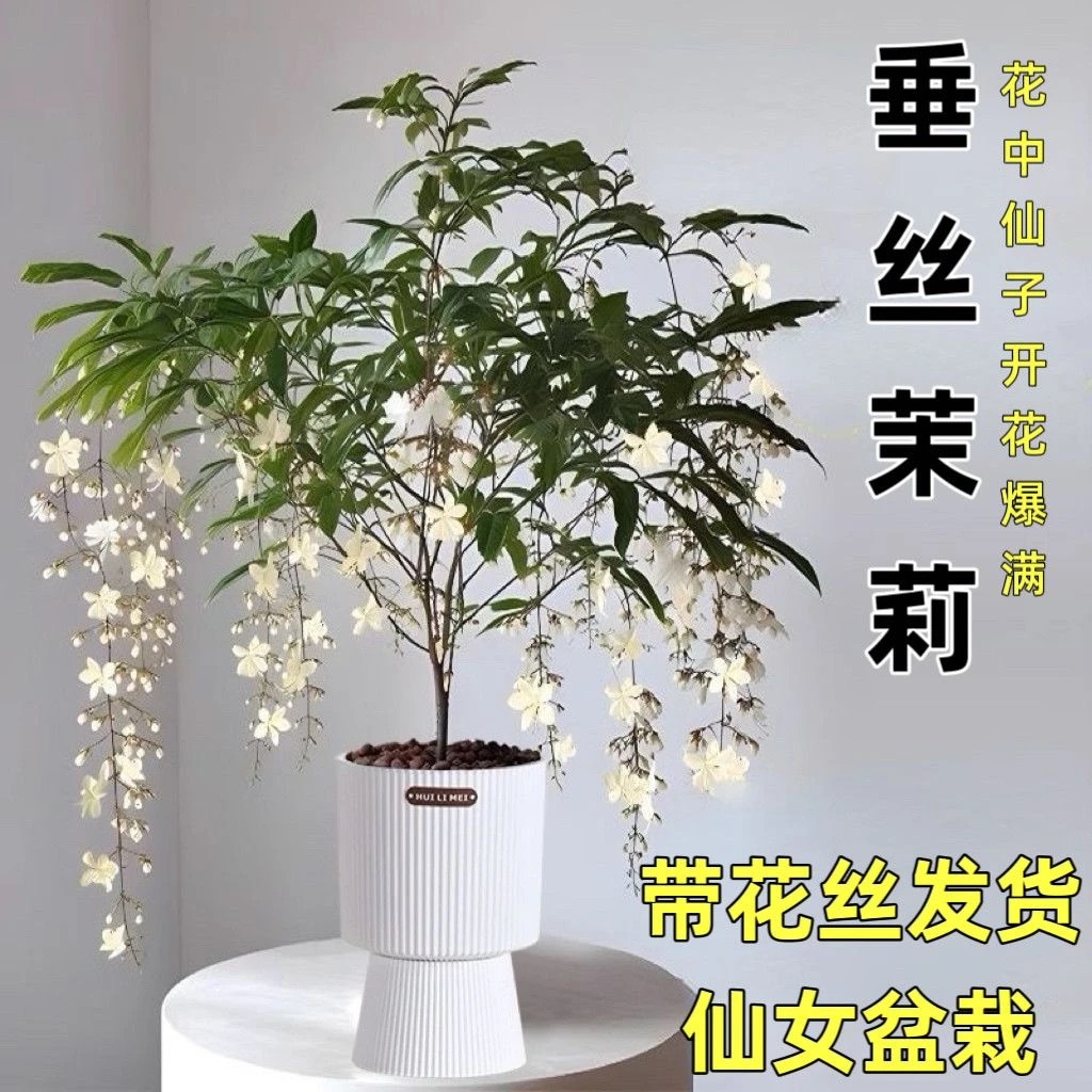 【小老桩】泰国垂丝茉莉年宵花卉室内白玉蝴蝶
