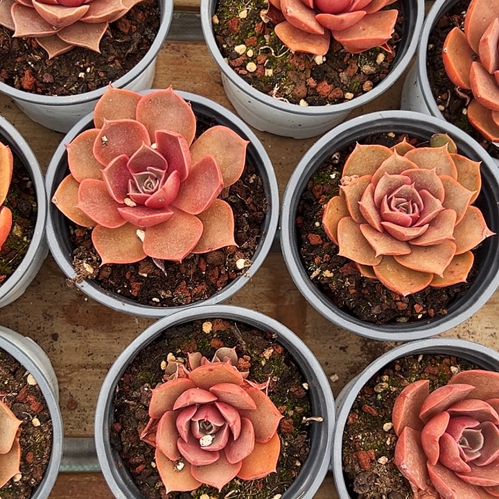 单头          红灯 