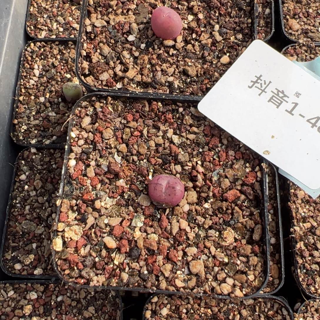 1-48量拍小桃红肉锥一颗