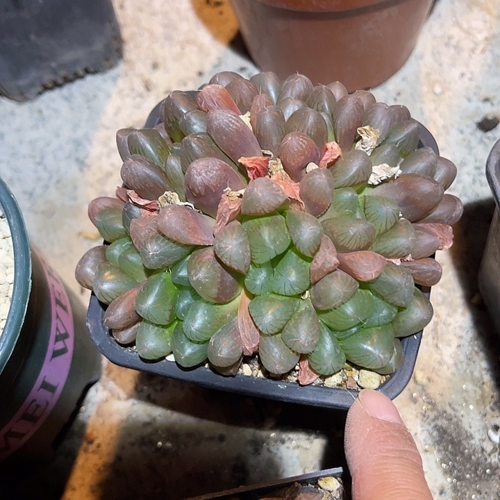 满38包邮2天凑单，脱土晾根发货多肉植物