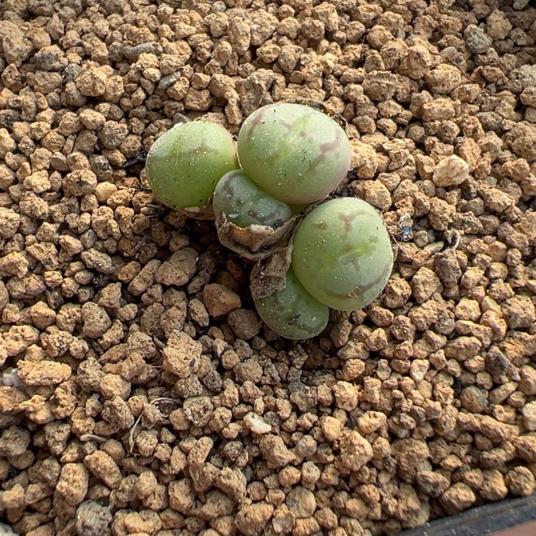 27-58 1527猴脸多肉植物