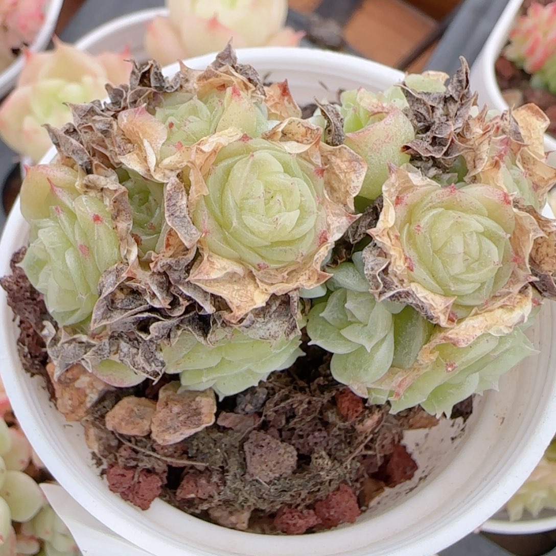 *****花语多肉1227-143散