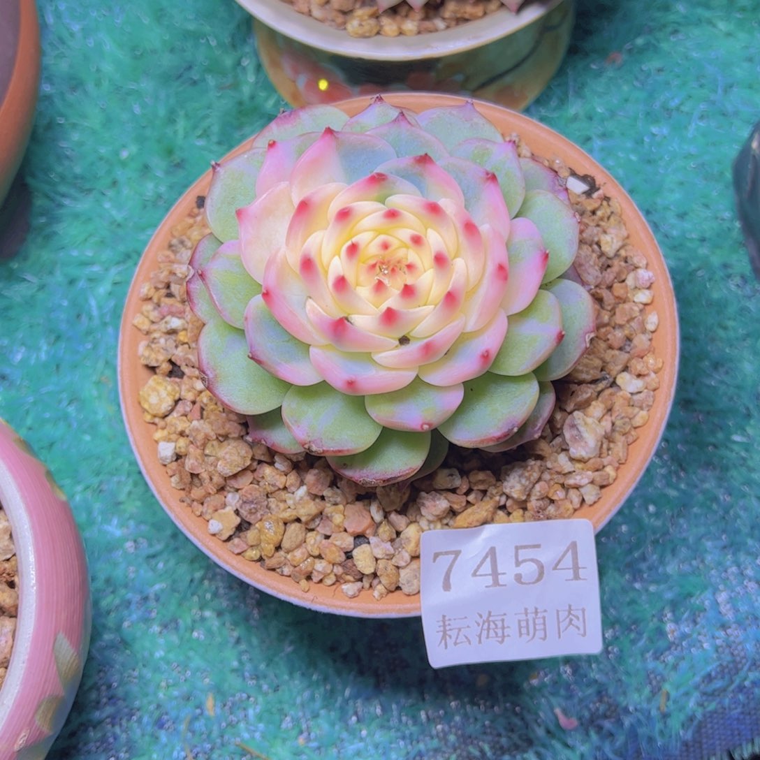 吉娃娃锦7454多肉植物