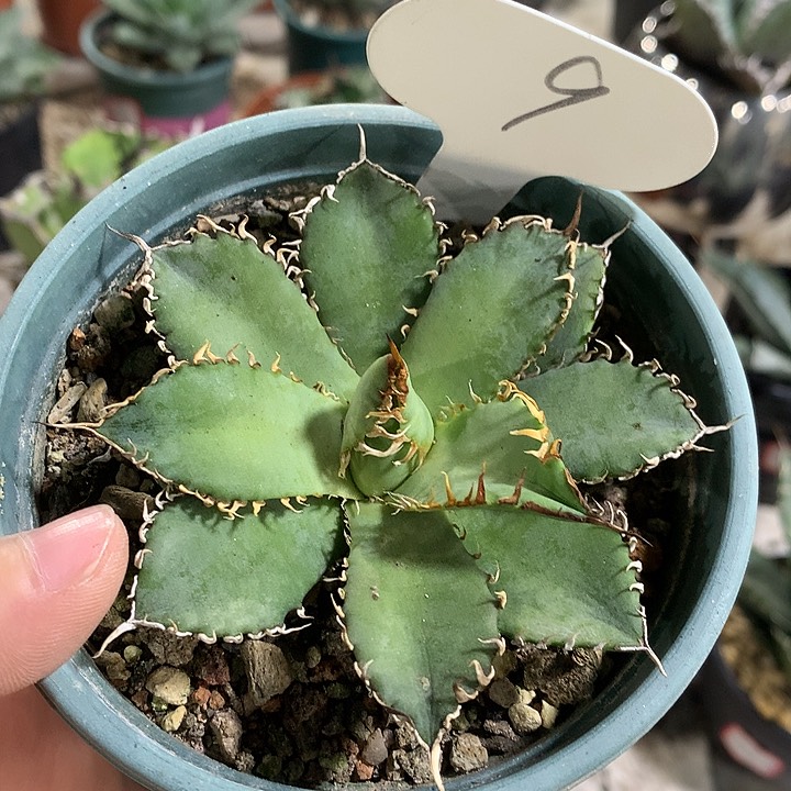 9蕾丝66666666666666