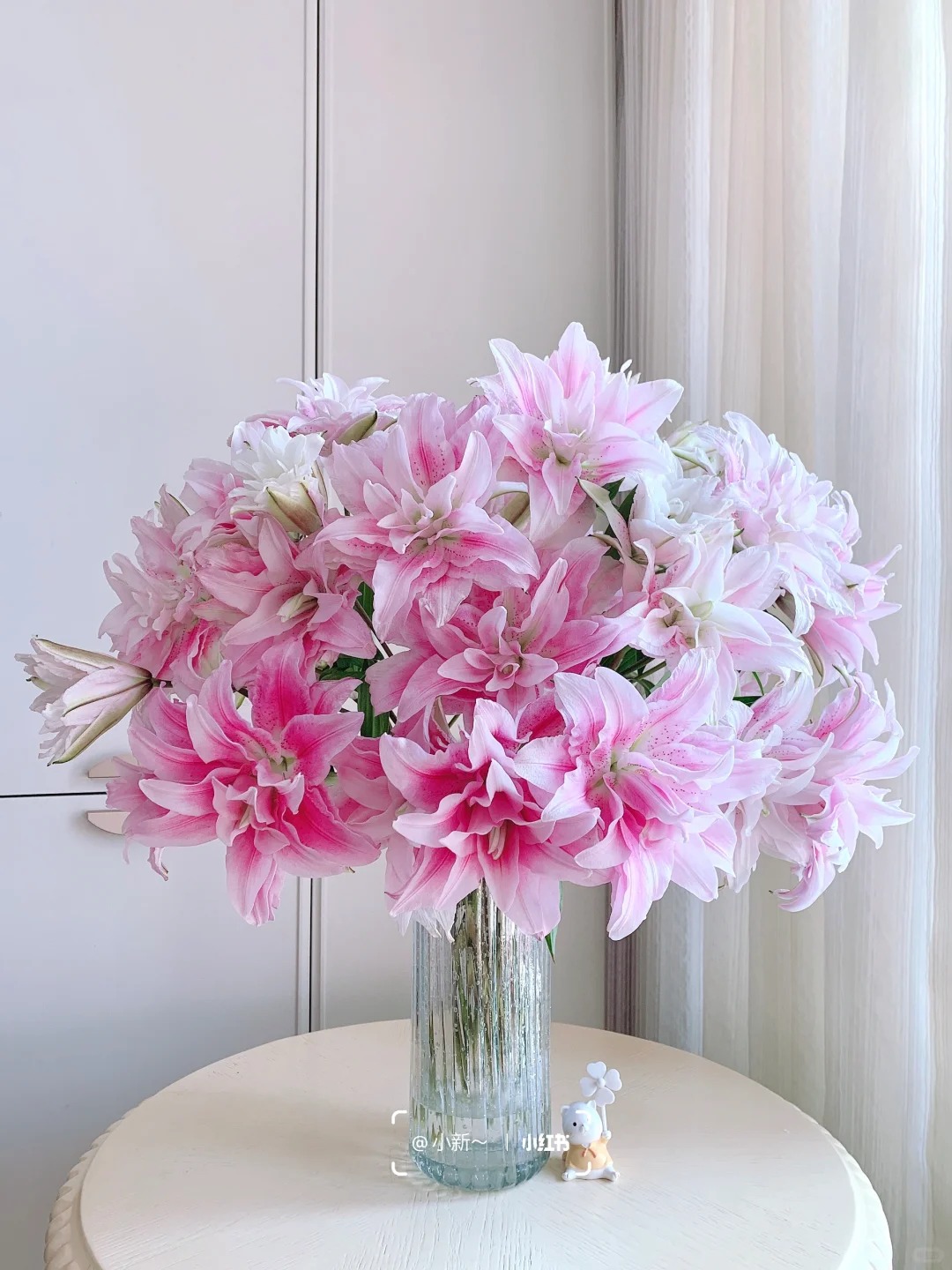 【伊莎贝拉】重瓣百合 一单包邮 云南鲜花昆明基地现采现发