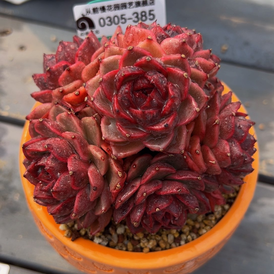 从前慢多肉精选编号0305.385