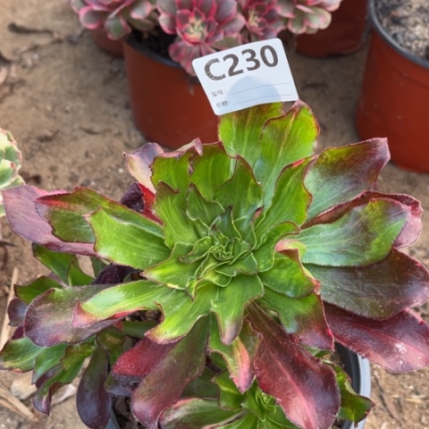 多肉植物魅影七彩