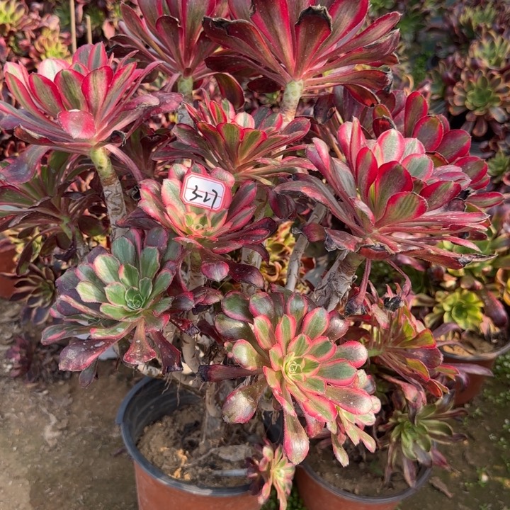 3-27丽娜朵朵多肉植物