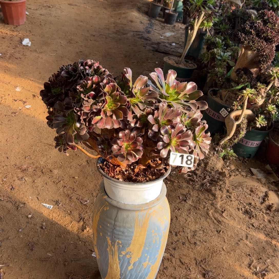 微瑕疵花纳718冠服30厘米